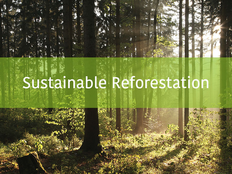 27-Dec-Forest-Banner 27-Dec-Forest-Banner